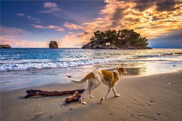 2、94年属狗男**婚配