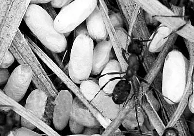 4、什么动物是食蚁兽的天敌