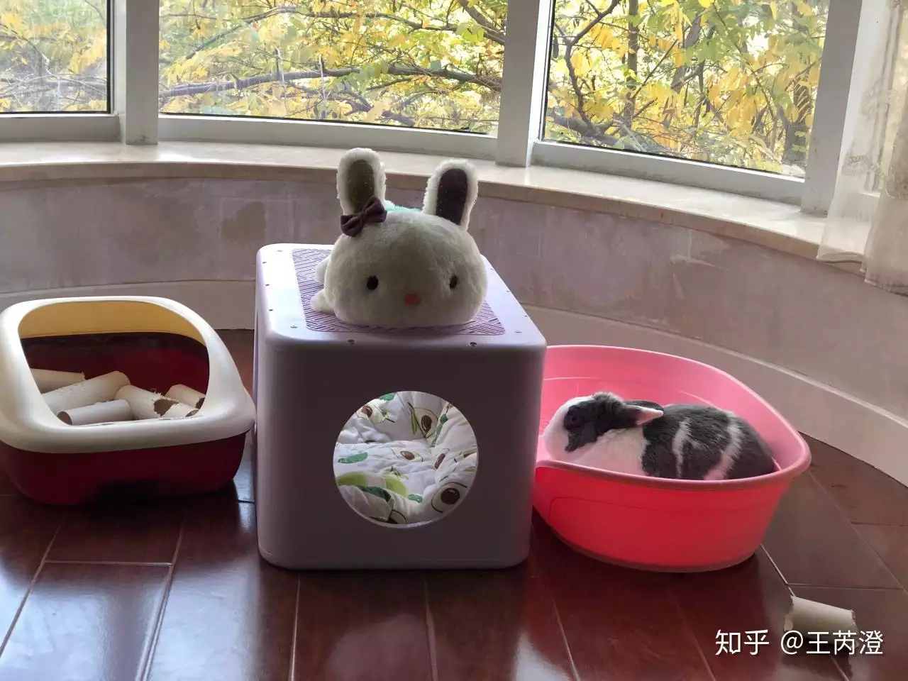 4、小兔子时是感觉就像什么？