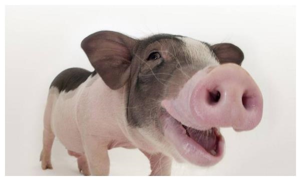 2、属猪的贵人及小人