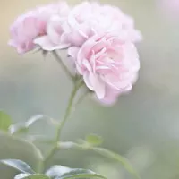 3、好听的微信名字女