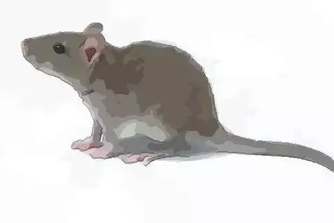 3、属鼠女生一生有几次婚姻