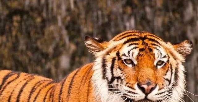 2、74年属虎女人的性格特，感情婚姻。