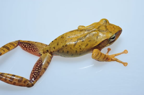 2、明目有为,单脚独立。猜一生肖