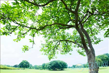 1、五行属木最吉利的字