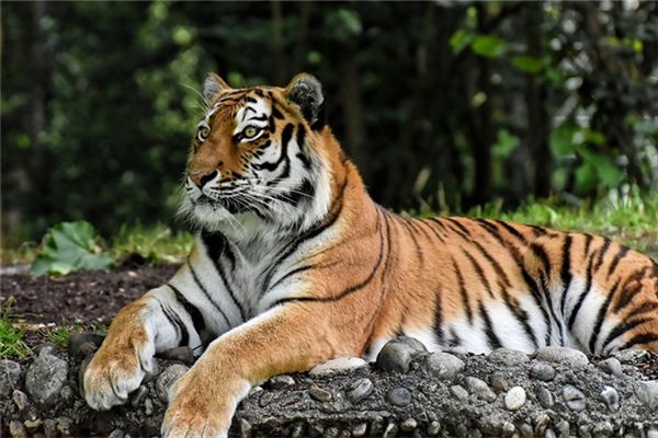 2、属虎的最忌讳哪个月出生？