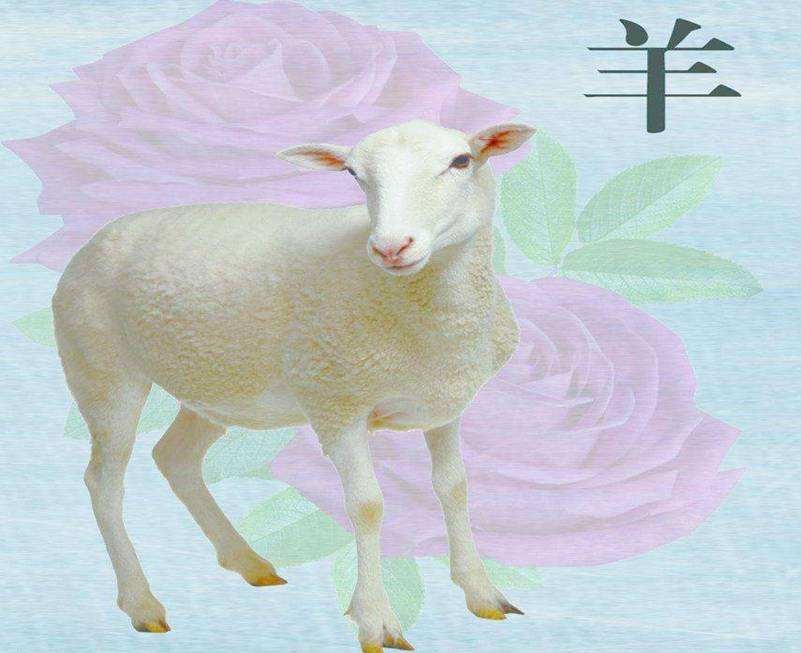 2、牛和羊属相合不合差6岁？