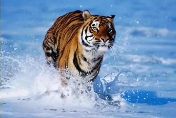 4、年属虎人一生幸运数字