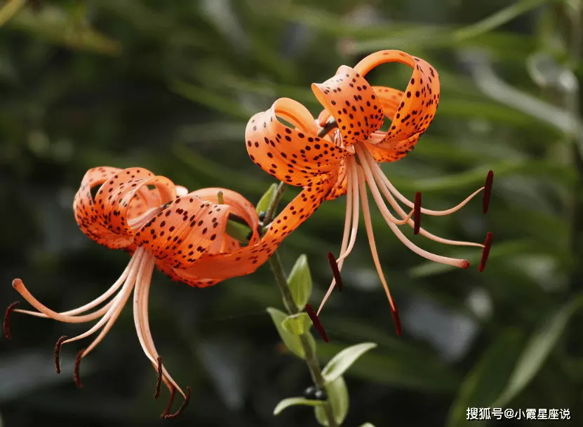 4、十二生肖哪种动物是成双成对的？