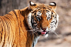 1、男属虎的和什么属相最配属虎男配什么属相**