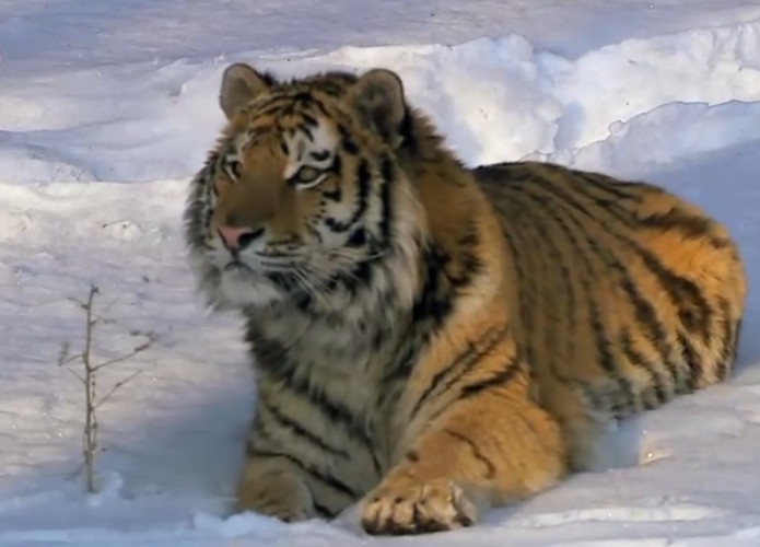 1、虎女年财运如何虎女年本命年好不好