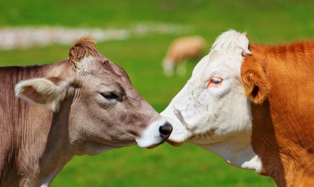 2、年男性属狗与年女性属牛婚配好不好？