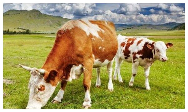 2、属牛的男孩什么时辰出生**命属牛的男孩什么时候出生好