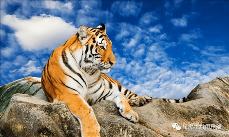 2、一家三个属虎的好吗？