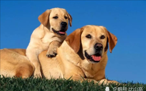 2、我老婆属狗我属羊我们感情不合