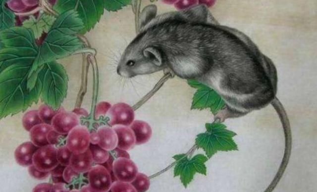 2、年属鼠是什么命年属鼠命运怎么样