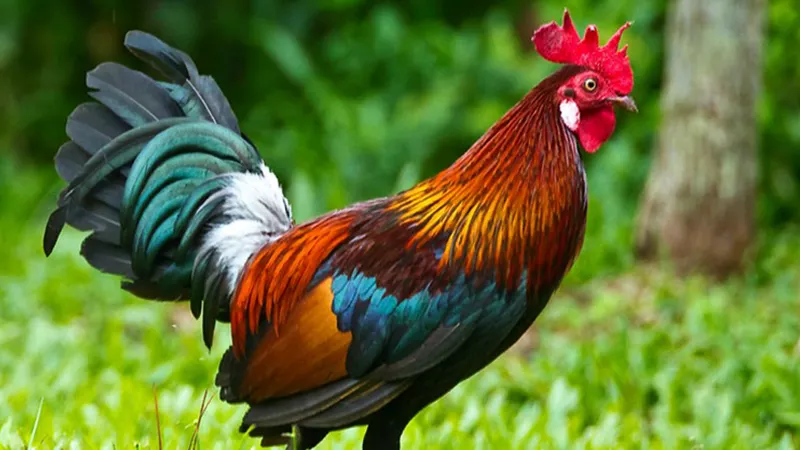 3、属鸡和属马就真的不能在一起吗