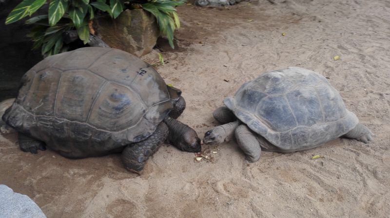 2、年宠物龟养什么品种