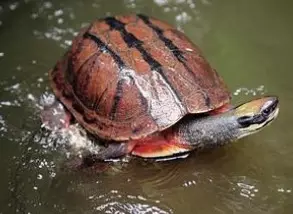 3、**禁止养的乌龟有哪些