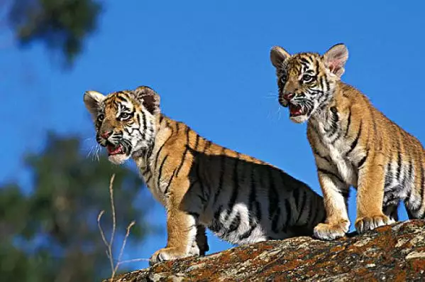 3、猜猜成双成对是什么生肖