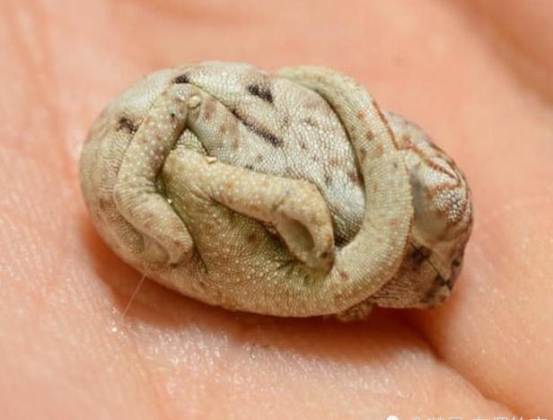 2、十鼠九苦,哪个月份最苦？