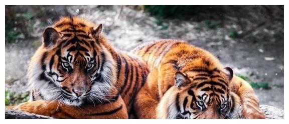 2、年属虎和什么属相最配？