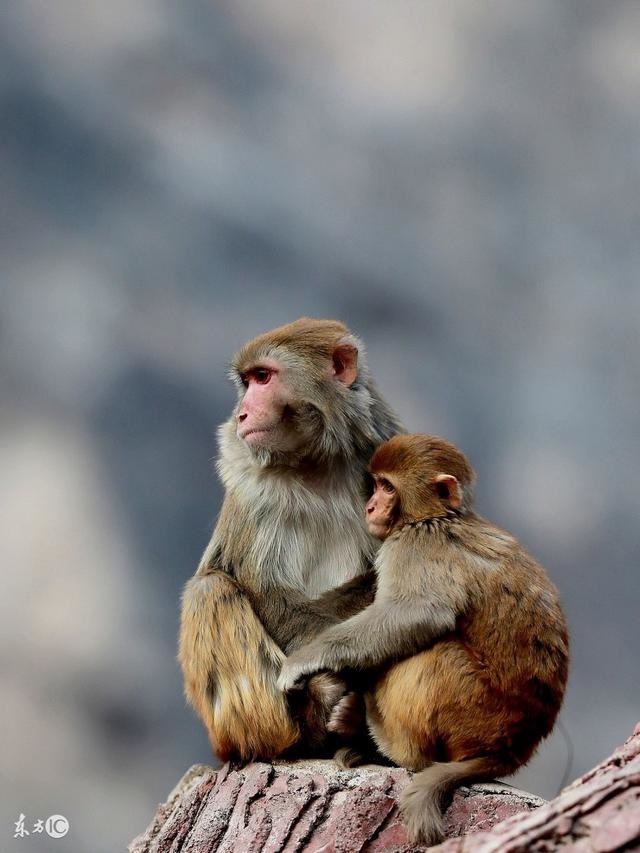 2、年属什么生肖？