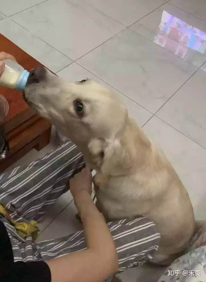 3、狗狗生了小狗一个月后肚子为什么又越来越大拉有一个月多月了，，现在拉出一尺多长的东西在屁个上，很