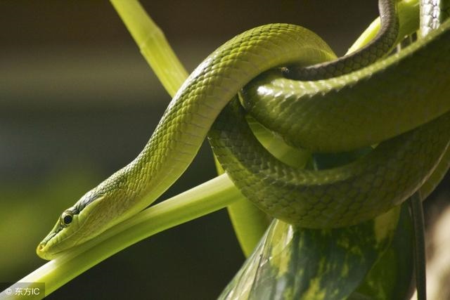 2、属蛇人命里最苦是几月属蛇几月出生命苦
