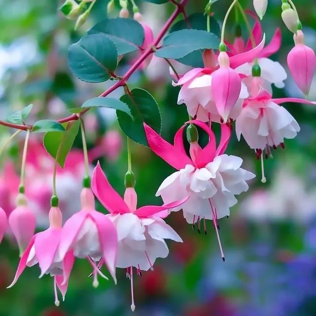 2、表达平安健康幸福微信名字有哪些？