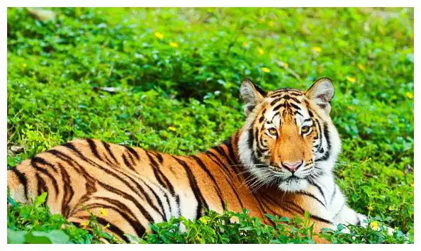 3、属虎人的幸运数字是几属虎人一生的幸运数字