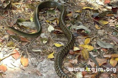 2、睡梦梦到蛇是什么征兆