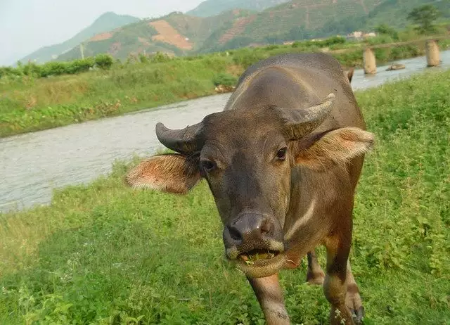 3、志大才疏即避是什么生肖