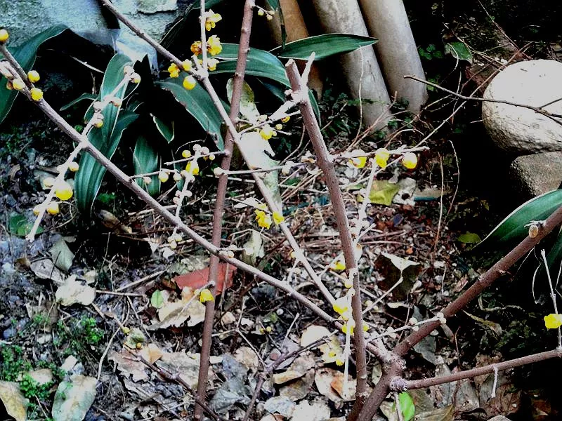 3、枯木逢春本回光打一生肖