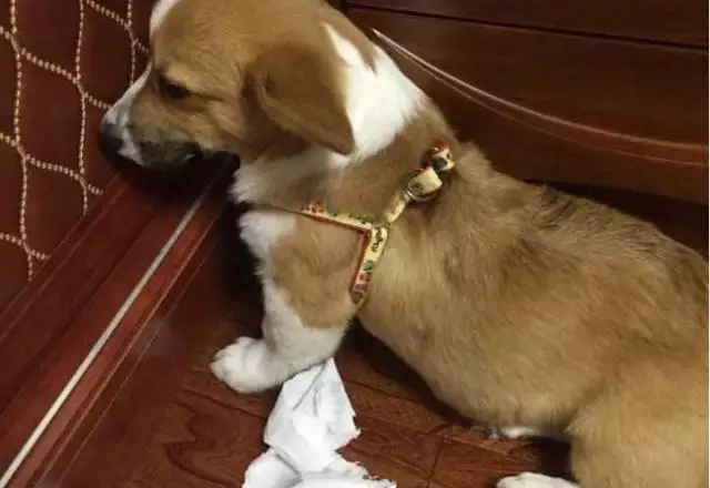 4、狗狗年纪大了会有什么表现？