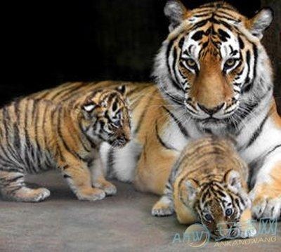 2、属虎的人幸运颜色和数字