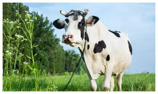 3、属牛什么时辰出生**