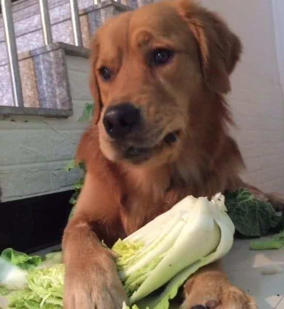 2、狗狗老在我不在家的时候把所有东西都弄乱，性很强，怎么办啊？