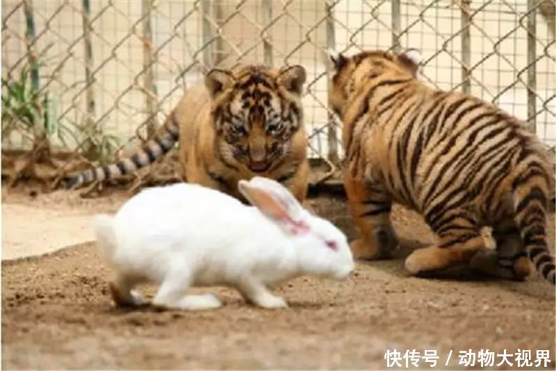 4、年属鼠男和属虎女相配吗