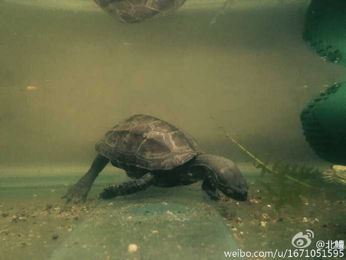 2、老人说家里不能养龟 为什么?