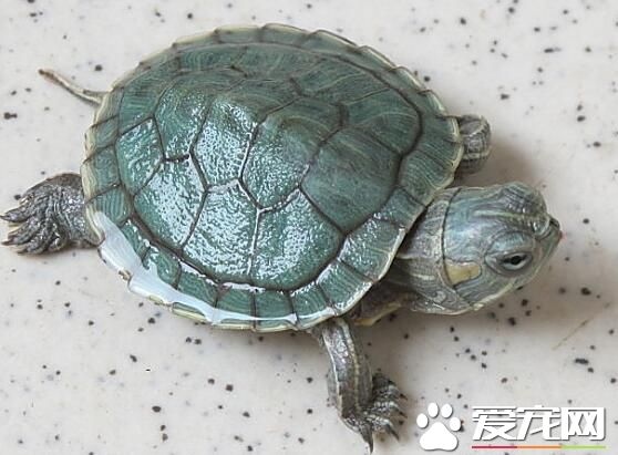 1、养乌龟破财吗?。。。。。。？