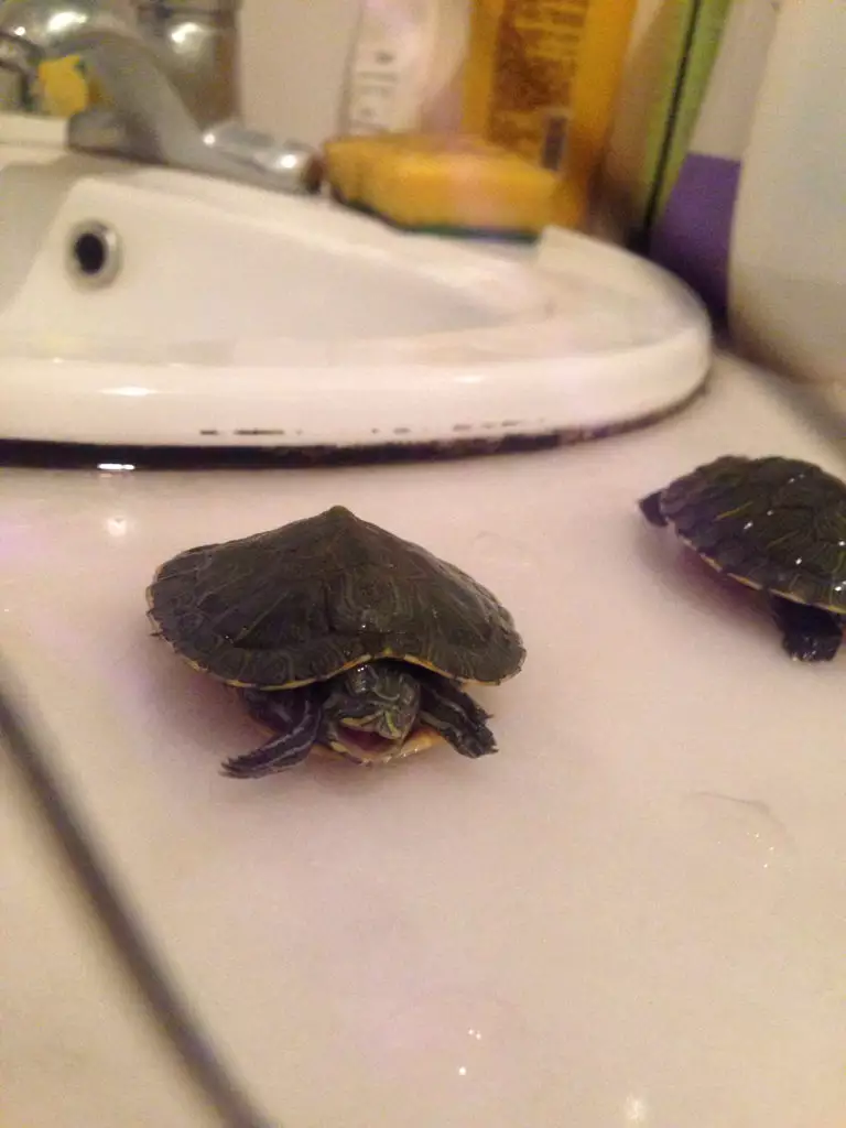 4、小乌龟死了预示什么