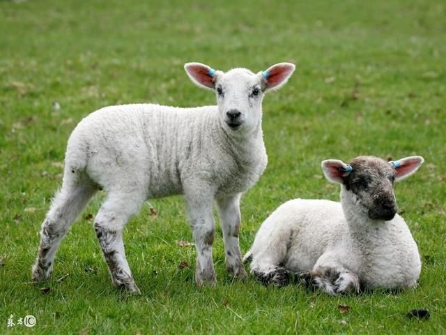 2、属羊的你感觉怎么样?