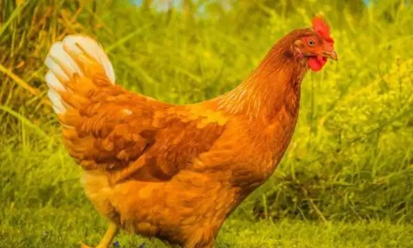 4、81年属鸡离婚