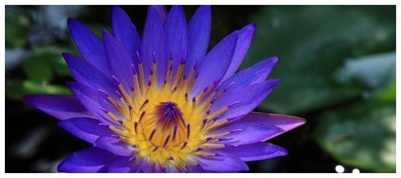 2、红马蓝驹嘶声喊，四面八方财源进.是什么动物