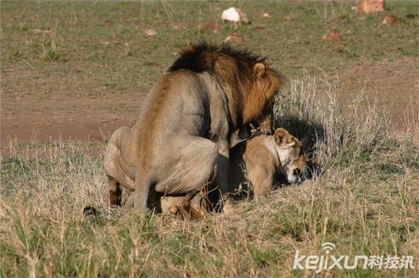 2、曾经伤害过狮子男，特别在乎朋友看法跟名声的狮子男会不会接受女朋友意外怀孕？会让女朋友打掉孩子吗？