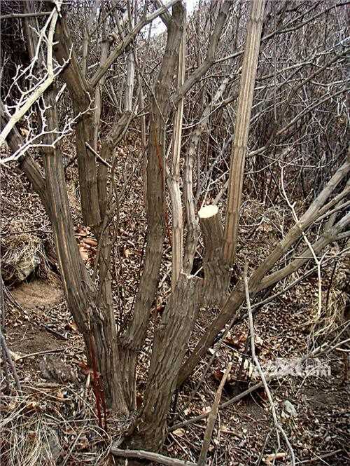 2、九道木不适合什么人戴