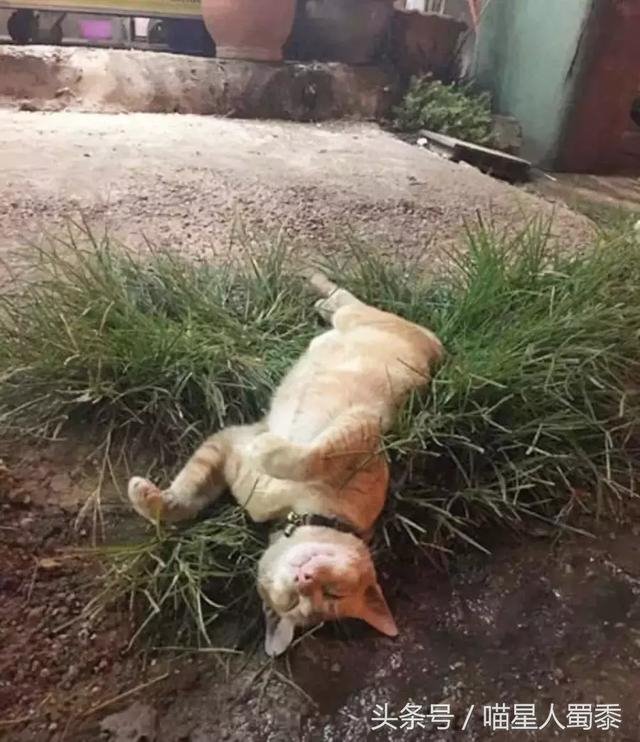 2、看见猫死在家里有什么预兆