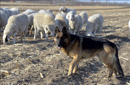 2、91年属羊男,和94年属狗女,适合结婚吗?