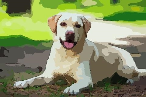 2、82年女属狗的和什么属相最配